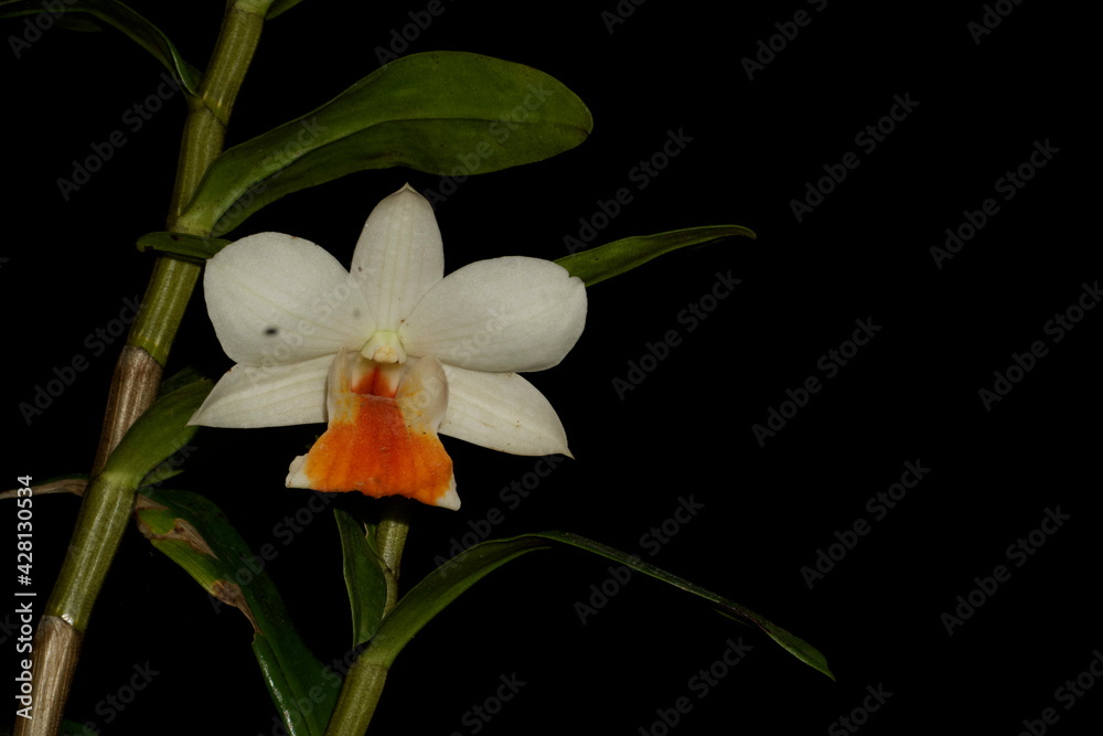 Fototapeta premium White and orange dendrobium, India