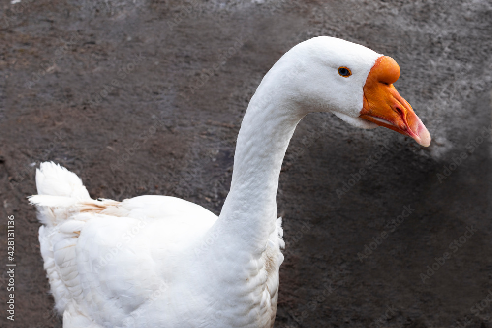 Close-up portrait of a domestic white goose on a dark background. Agriculture concept. Close-up portrait of a domestic white goose on a dark background. Agriculture concept.