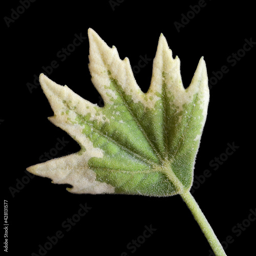 Chinar young leaf photo