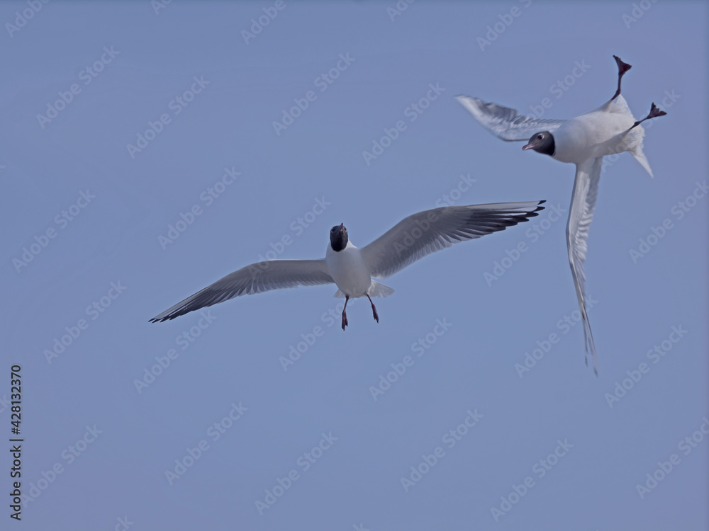Fototapeta premium close-up flying seagull in the sky on plain background