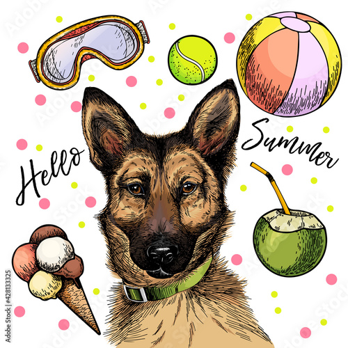 Vector portrait of german shepherd dog. Hello summer cartoon illustration. Coconut cocktail, balls, ice cream. Hand drawn pet portait. Poster, t-shirt print, holiday celebration, postcard, summertime.
