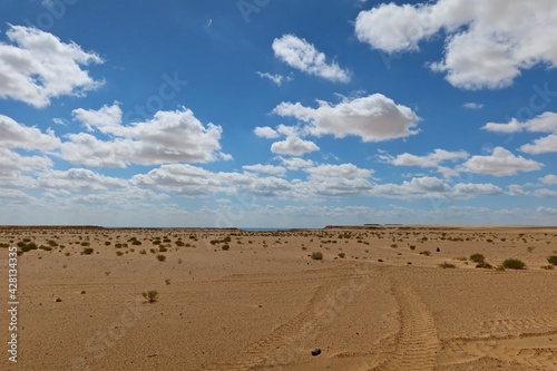 Plants and herbs in the arid sandy desert of Fayoum in Egypt photo