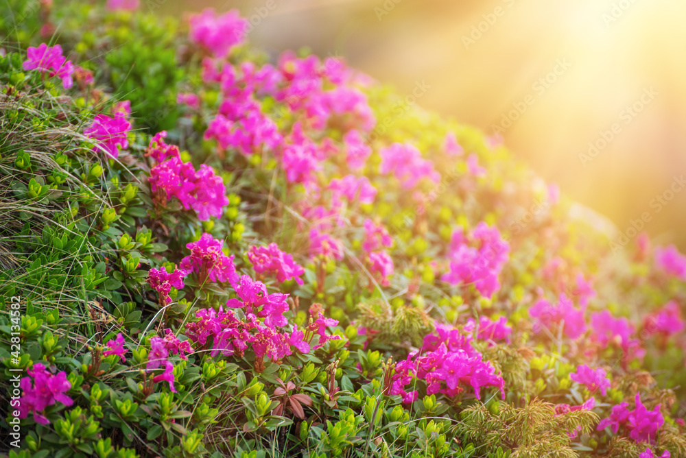 Rhododendron flowers in nature Rhododendron flowers in nature
