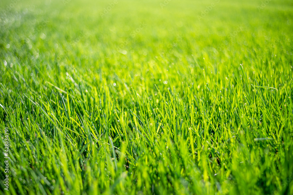 Closeup green healthy grass lawn, eye level