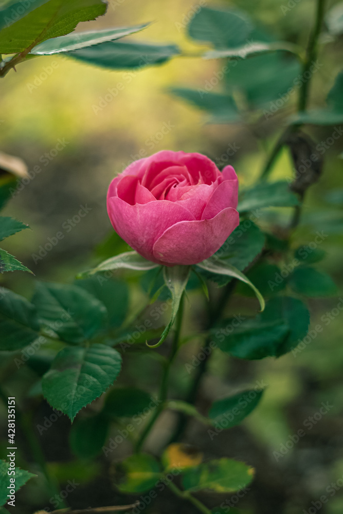 roses growing on a flower bed. beautiful flowers. roses growing on a flower bed. beautiful flowers.