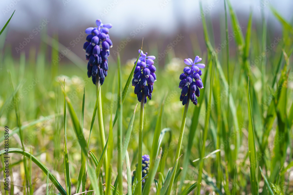 blue little flowers in the mountains, early spring