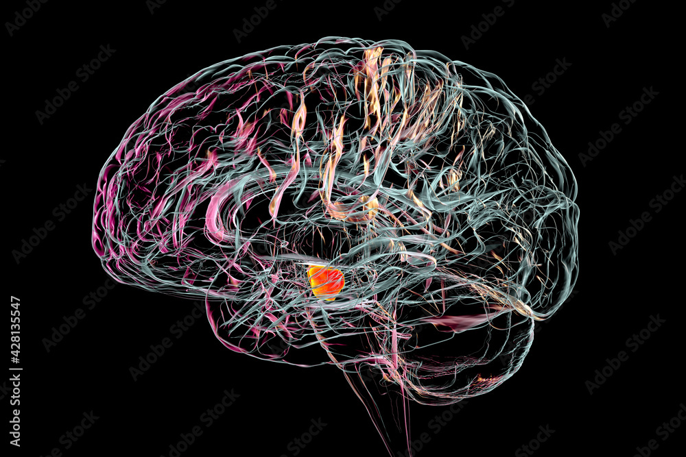 Substantia nigra of the midbrain, 3D illustration. Substantia nigra ...