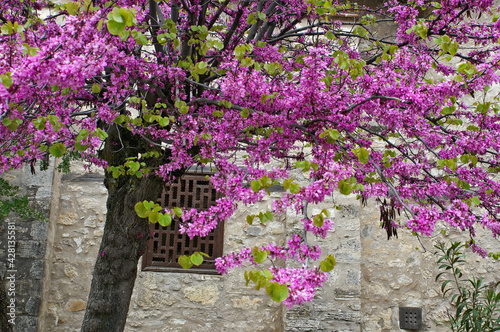 Ceris siliquastrum Judas Trees flowering in Cyprus
