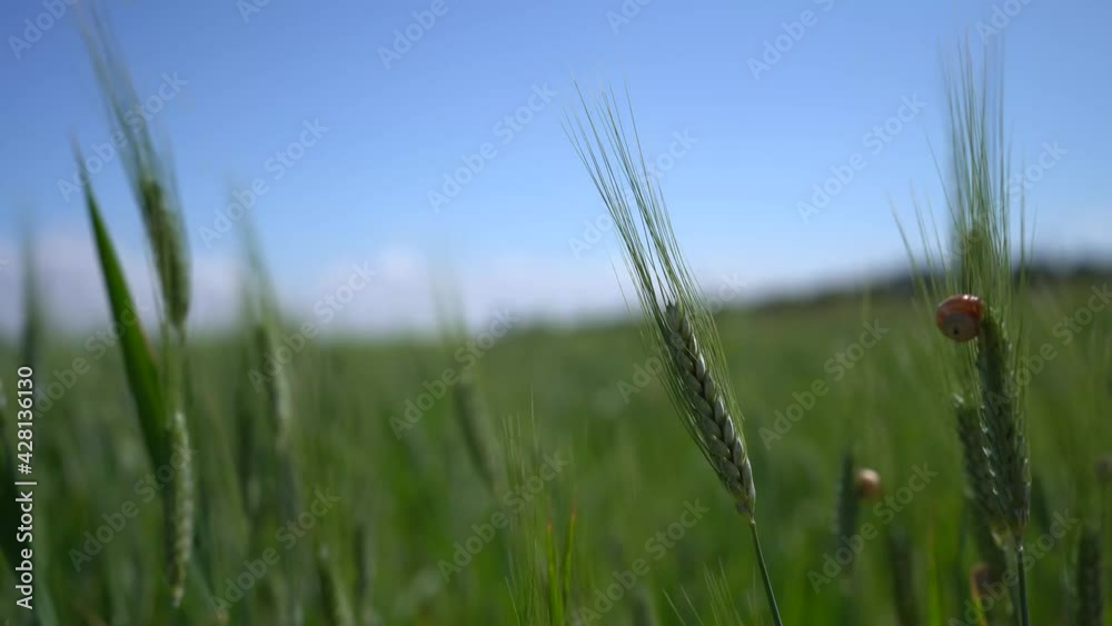Trigo moviendose en un campo de trigo con el viento