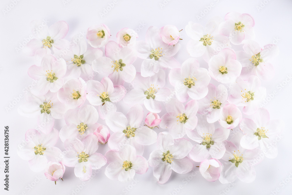 White flowers of apple tree, on white background, flat composition. White flowers of apple tree, on white background, flat composition.