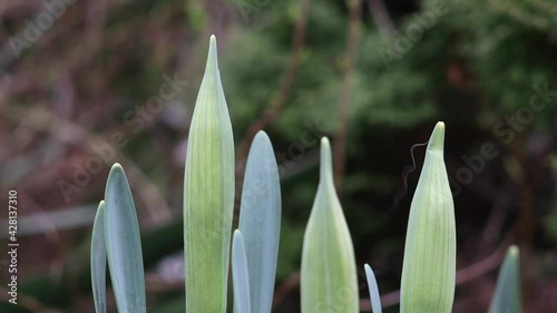 Several narcissus buds sway in the wind.