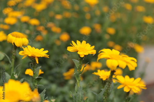 yellow flowers © devi