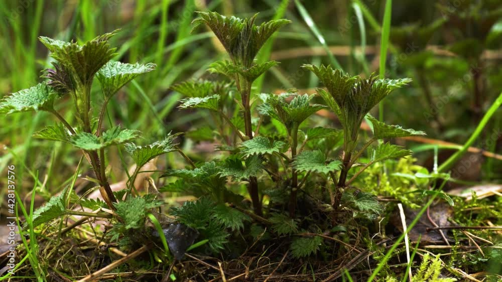 Group of young stinging nettles growing in the wild. Nettles are common in herbal medicine, and young leaves can be cooked and eaten as a nutritious potherb. Dolly left. Group of young stinging nettles growing in the wild. Nettles are common in herbal medicine, and young leaves can be cooked and eaten as a nutritious potherb. Dolly left.