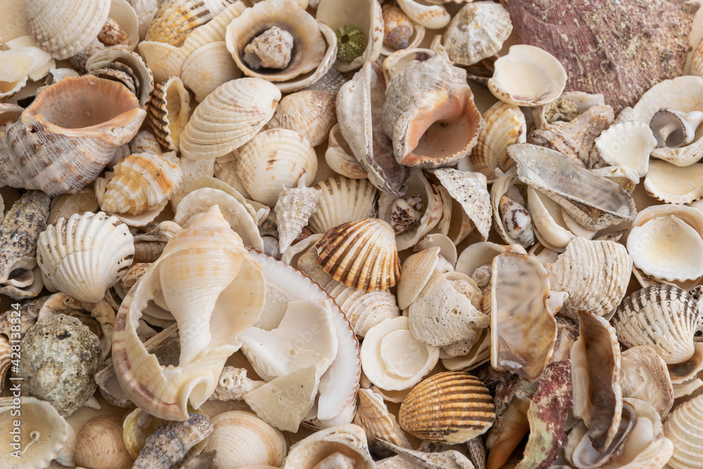 Seashells mix from the sea for decoration. 