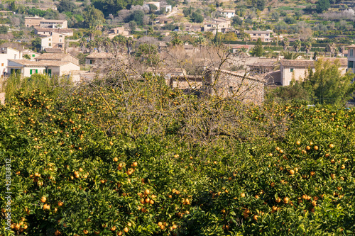 Orange plantation with fruit trees and the village of Soller in the background, Mallorca, Balearic Islands