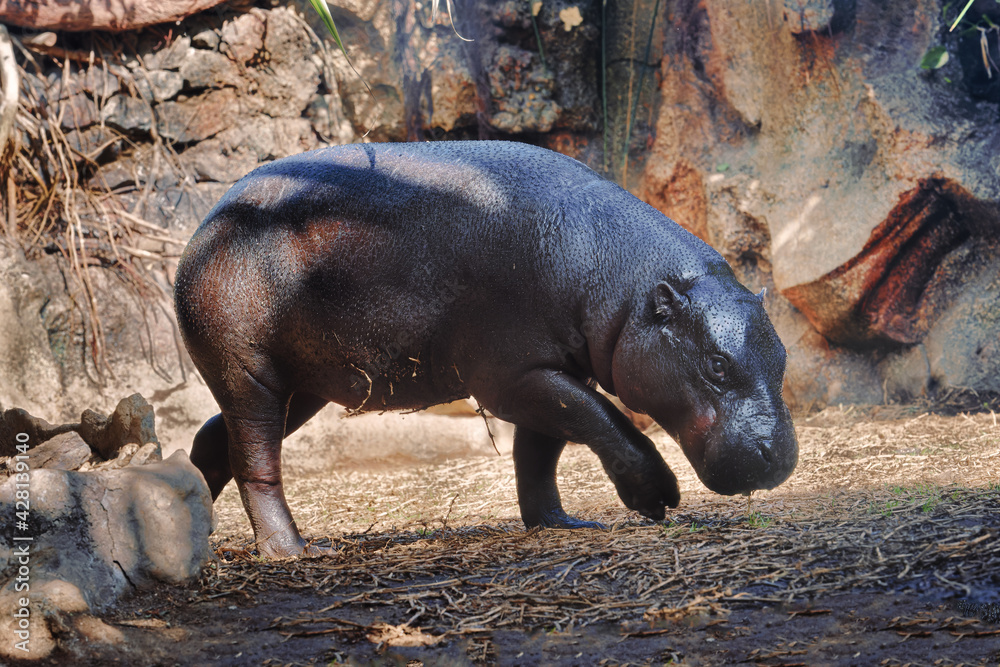 Pygmy hippopotamus (Choeropsis liberiensis), West Africa Pygmy hippopotamus (Choeropsis liberiensis), West Africa