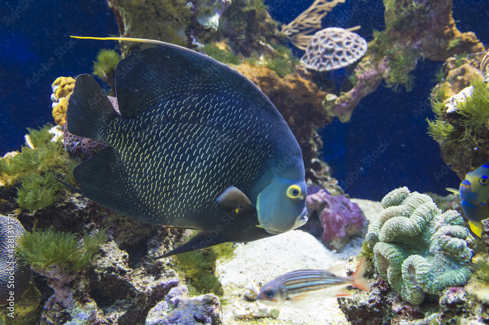 Obraz premium French Angelfish (Pomacanthus paru), Oceanic Museum, Monaco