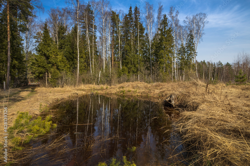 Spring landscape with a puddle and young pine trees. sunny day. Dry grass and small pine trees in the foreground.