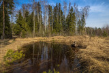 Spring landscape with a puddle and young pine trees. sunny day. Dry grass and small pine trees in the foreground.