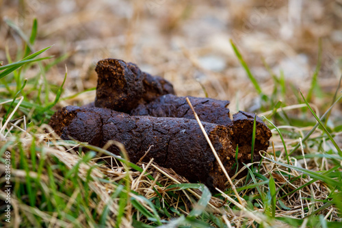 A pollution of dog shit on a meadow