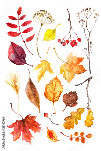 Autumn leaves watercolors Maple Leaf on white background. Coloured bright leaves hand-painted, paint, taktura, watercolor.