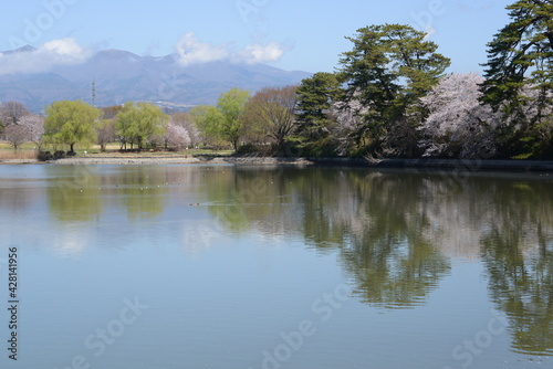 春の水辺と桜の織りなす風景