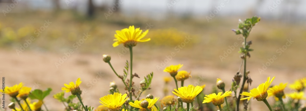 Fototapeta premium Meadow with lots of yellow flowers and dandelions in sunny day ,cyprus