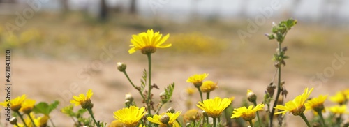 Meadow with lots of yellow flowers and dandelions in sunny day ,cyprus © Habibi photo