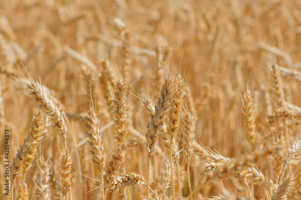 Fototapeta premium golden spikelets of wheat in the field close up. Ripe large golden ears of wheat against the yellow background of the field. Close-up, nature. The idea of a rich summer harvest, farming