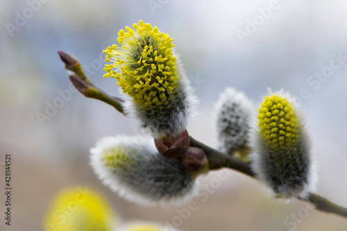willow branch with yellow spring flowers. delicate willow flowers in spring. fur seals symbol of spring and Easter. willow branches with partially blossoming flower buds. nature in spring, close-up