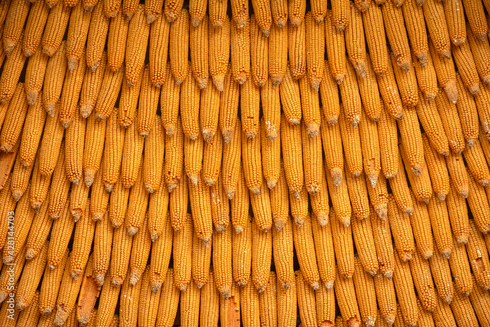 Corn texture for background wallpaper. background from corn. top quality orange maize with large maize form