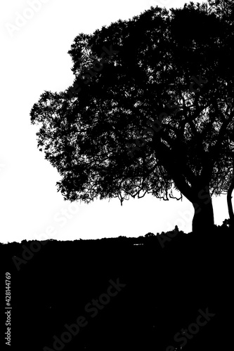 silhouette d   arbre