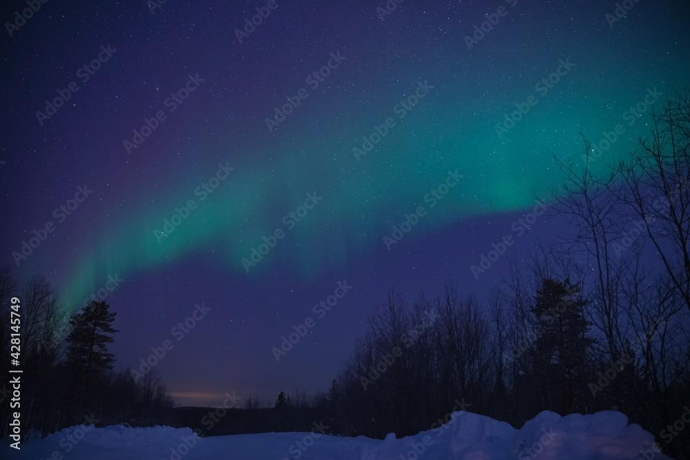 northern lights (aurora) in the winter forest