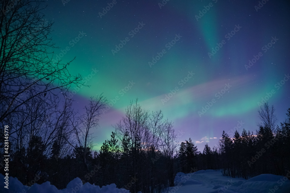 Fototapeta premium northern lights (aurora) in the winter forest