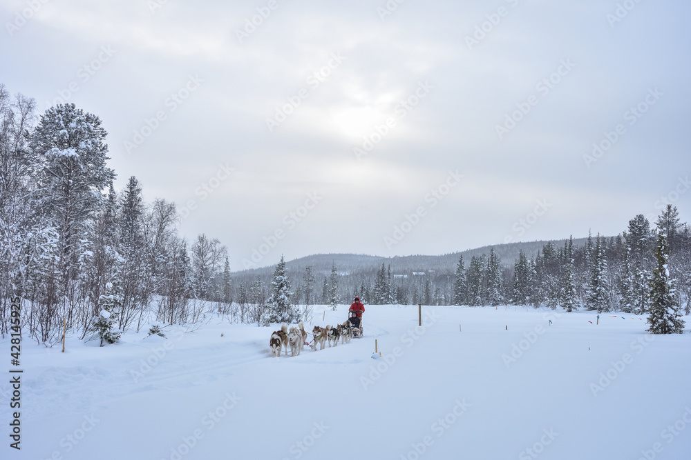 a husky dog sled carrying a sleigh with people in a snowy forest a husky dog sled carrying a sleigh with people in a snowy forest