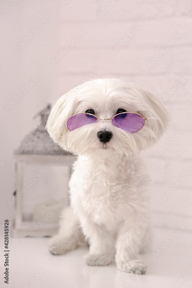 white maltese dog wearing purple glasses Sitting on the wood floor and looking at the camera.White background. wuyh copy space . Funny Pets concept . white maltese dog wearing purple glasses Sitting on the wood floor and looking at the camera.White background. wuyh copy space . Funny Pets concept .