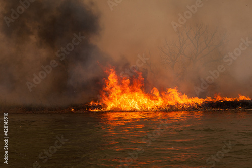 Disaster. Large fire on banks of Volga River in Astrakhan region. Russia. Burning dry grass and reed on coastline. Fire mercilessly destroys flora and fauna