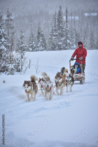 a husky dog sled carrying a sleigh with people in a snowy forest