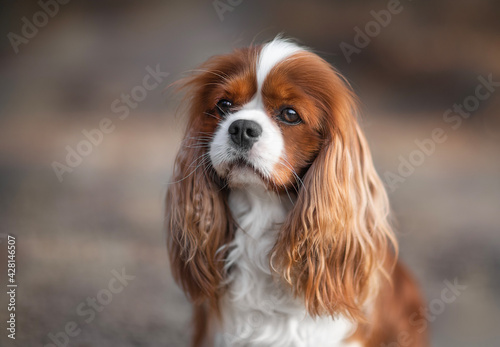 cavalier king charles spaniel dog - portrait of the dog 
