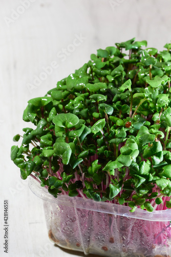 microgreen radish fresh in a container