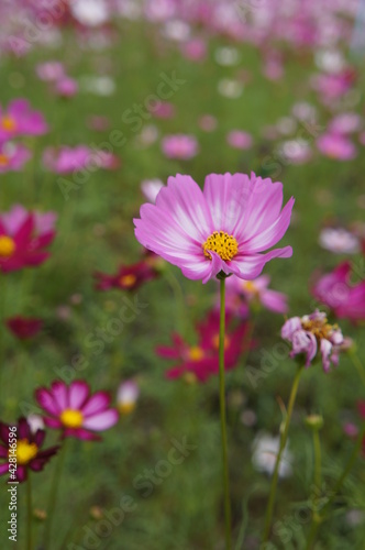 Pink flowers in the flower fields give a feeling of relaxation and freshness.