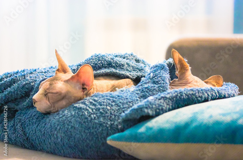 Two Canadian Sphynx cats are sleeping sweetly on a sofa. Bald cats under a soft blue blanket at the interior. Domestic bald pedigree beautiful kitties at home. World sleep day, World Cat Day concept.