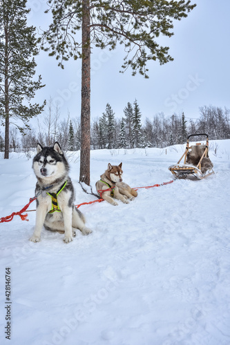 husky sled resting in a snowy forest
