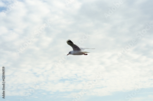 seagull in flight © Анастасия Кашенко