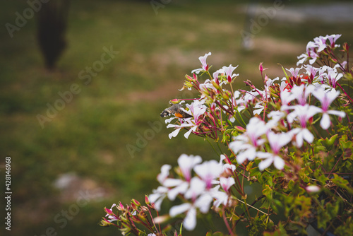 Hummingbird hawk-moth
