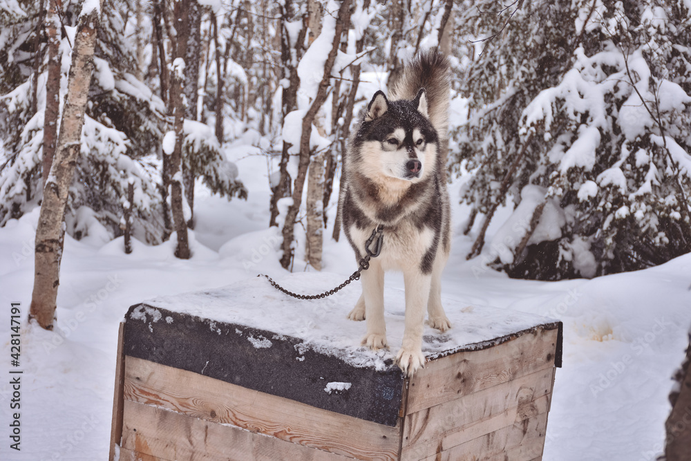 Husky stands on a booth with a chain in a snowy forest Husky stands on a booth with a chain in a snowy forest
