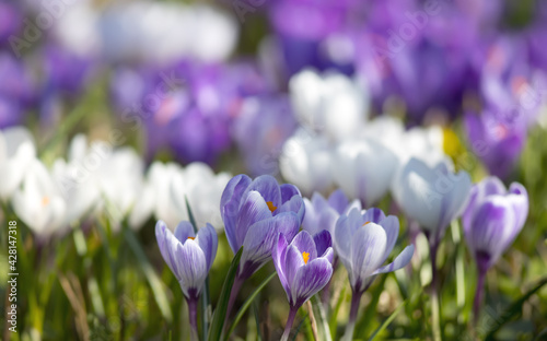 white and purple crocus flowers in the spring time  shallow depth of field