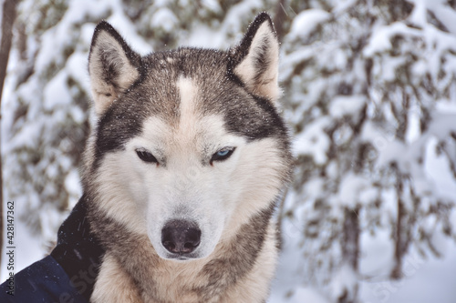 portrait of a husky in a snowy forest