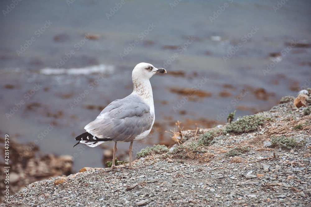seagull standing by the sea on a cliff seagull standing by the sea on a cliff