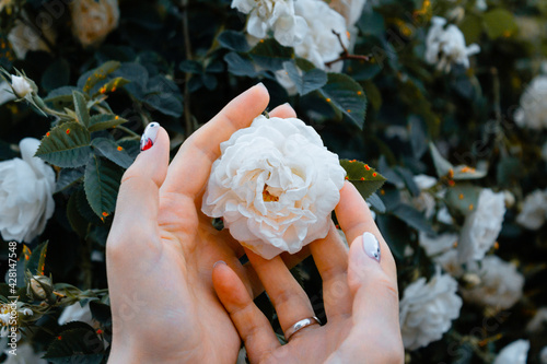 Fototapeta Naklejka Na Ścianę i Meble -  the girl among the rose bushes